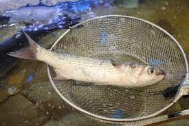 2024 무안 겨울 숭어 축제 기본일정과 프로그램 소개