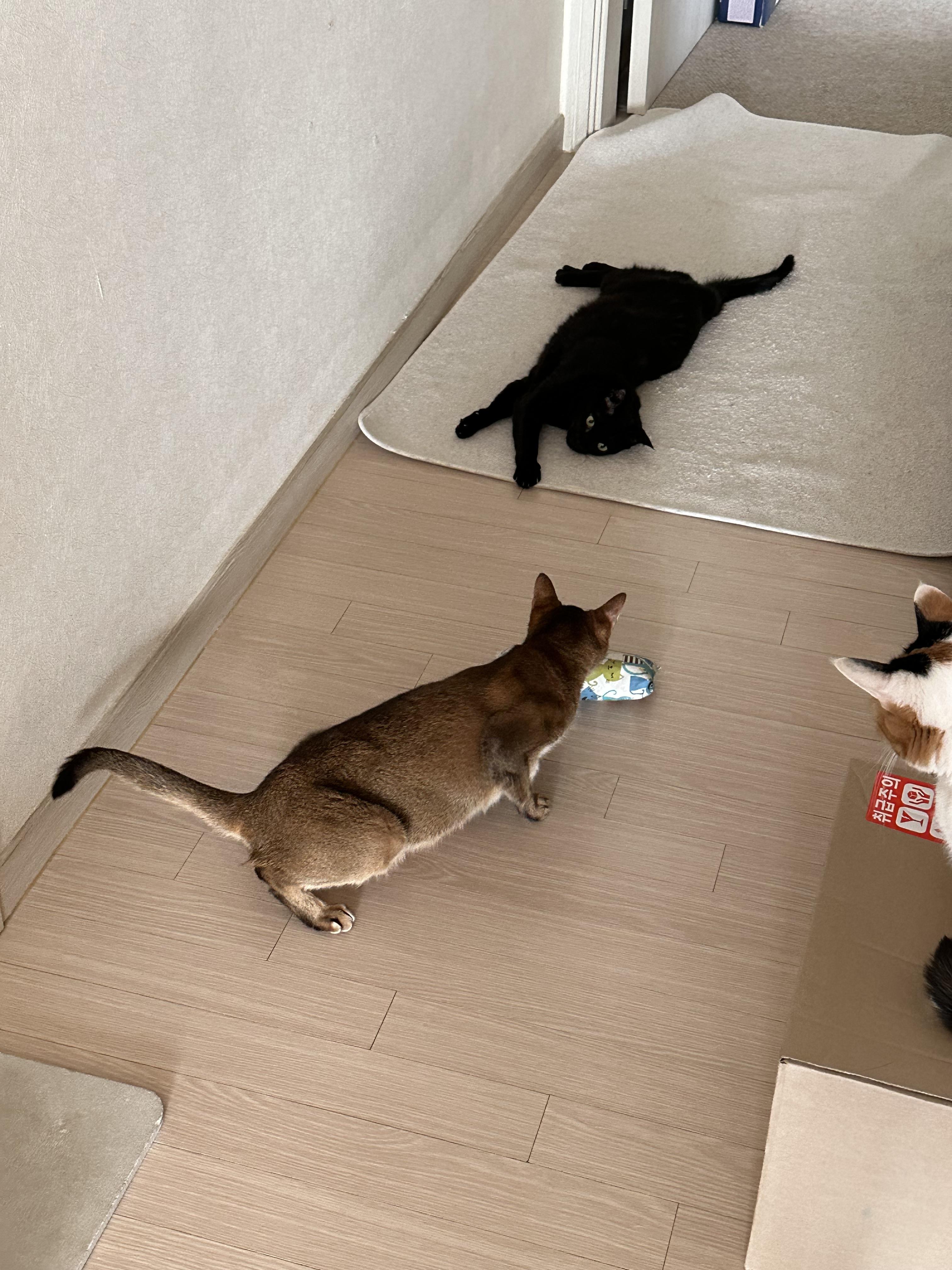 캣닢쿠션에 대한 아홉냥이들의 반응 (feat.이날의 MVP도 역시 두리)