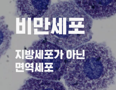 비만세포 없애는 방법 - 제가 3개월간 직접 시도한 결과
