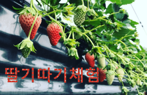 배다골테마파크-딸기달려있는장면