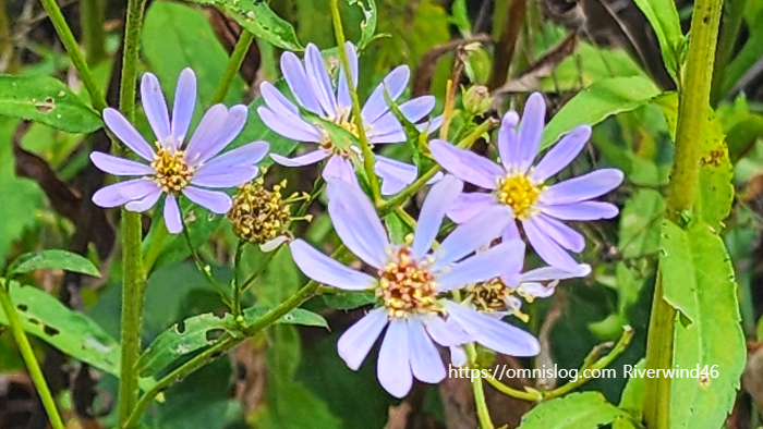 늦개미취 Aster tataricus. ,자원(紫菀)