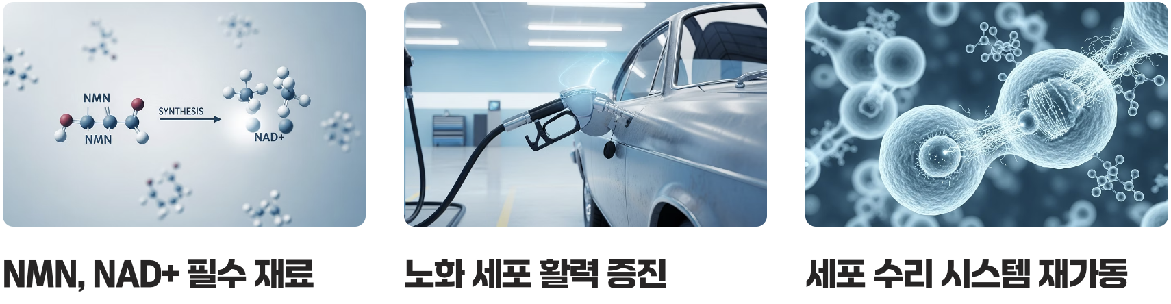 'NMN'은 NAD+의 '재료'입니다