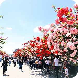 철쭉축제 이미지