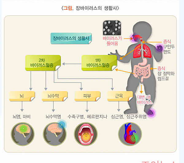 엔테로바이러스, 장바이러스의 생활사_출처:질병관리청