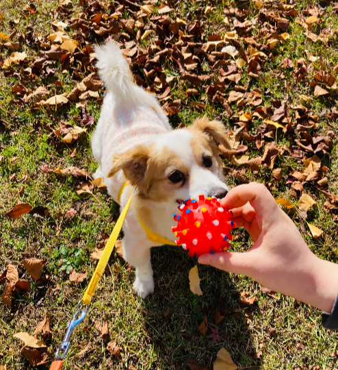 노령견의 치아관리