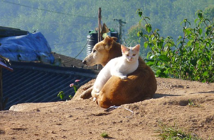 24시-동물병원-찾기