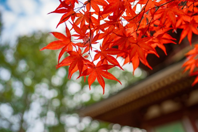 경기도 단풍 명소 곤지암 화담숲