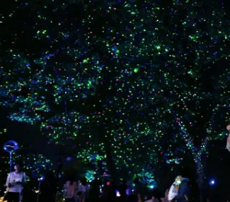 담양 대나무축제 주차장, 프로그램