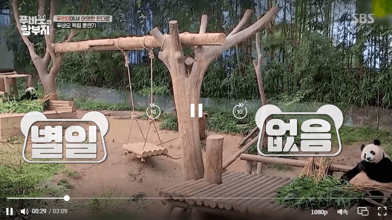 푸바오와 할부지 재방송