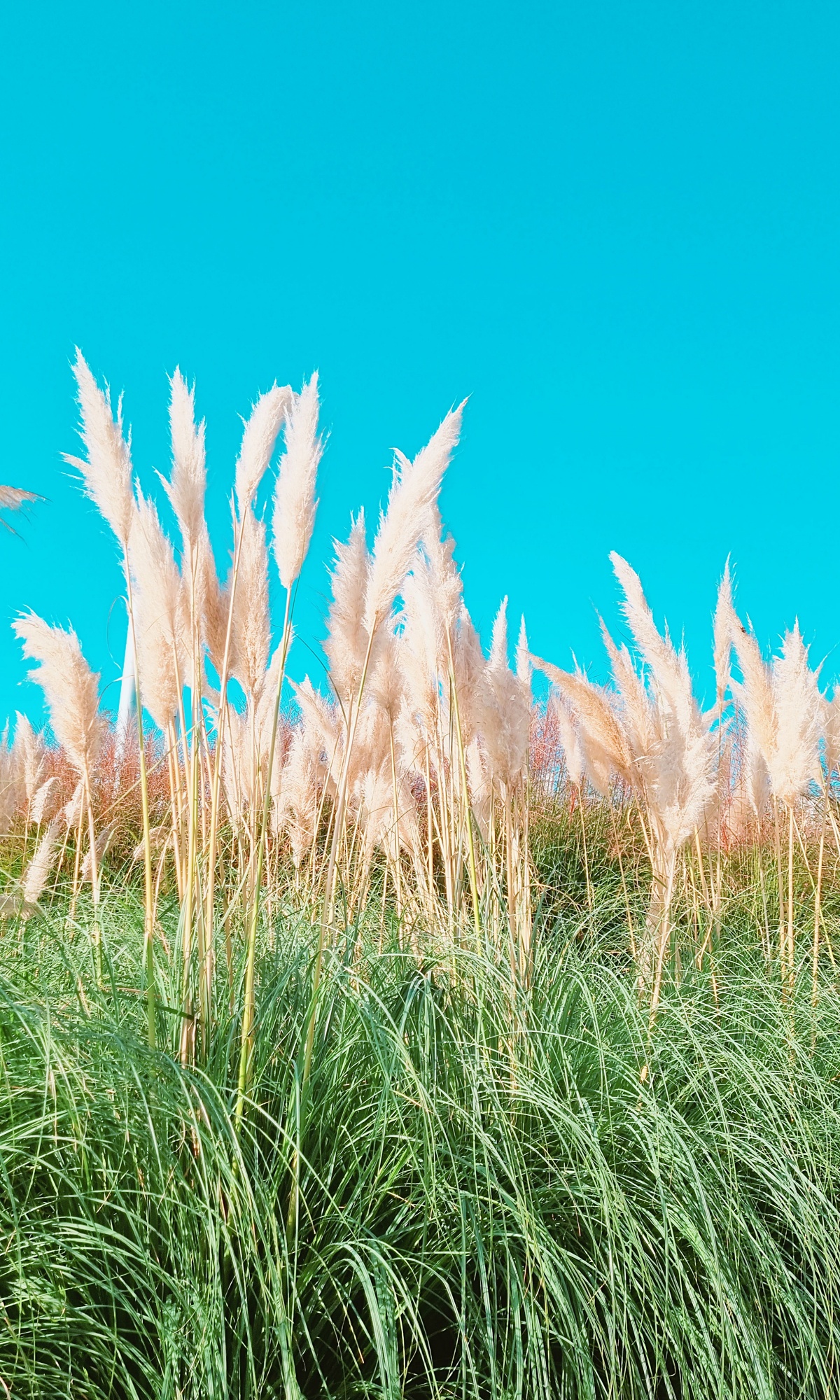 2024 양주 나리공원 천일홍 축제: 수도권에서 핑크뮬리, 댑싸리, 팜파스를 볼 수 있는 가을 여행지