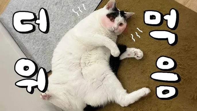 "고양이