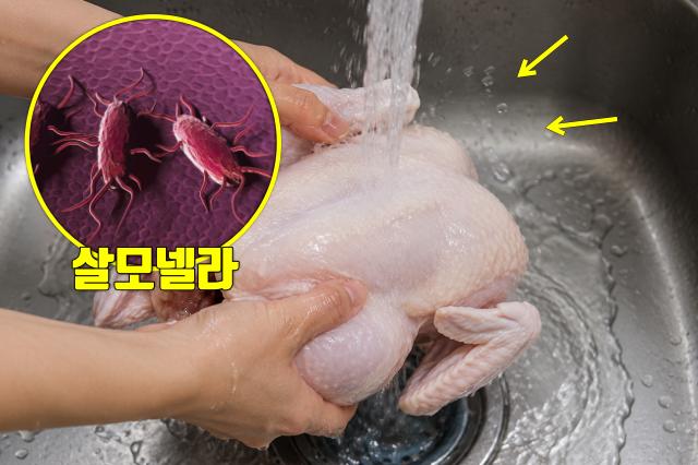 식중독 음식 생닭