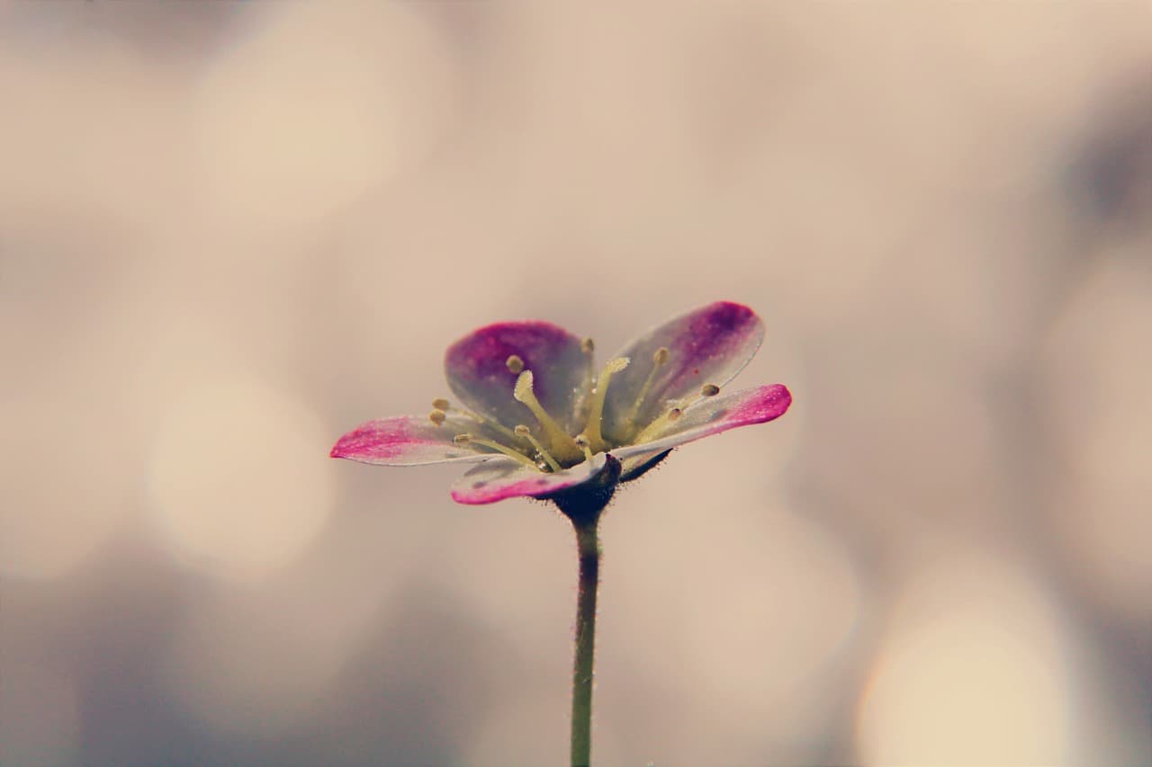 철분을 흡수하는 희귀식물: 금속 토양에서 자라는 식물의 신비