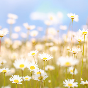 양재천 봄봄놀이터 운영기간