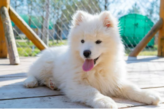 강아지와 우유/출처:어도비스톡