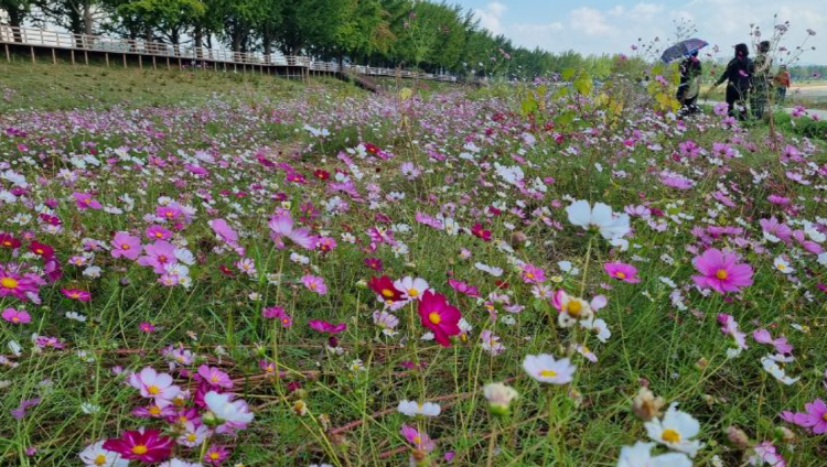 아산 곡교천 단풍나무길