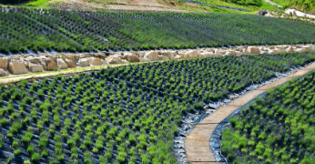 정읍 허브원 라벤더 농원