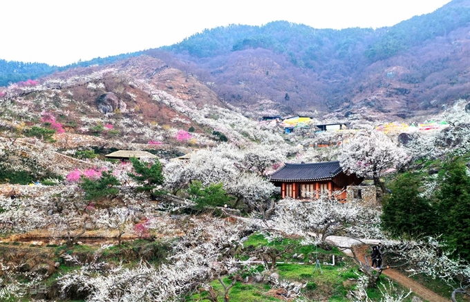광양매화축제 2025 총정리 &ndash; 개화율&amp;#44; 교통&amp;#44; 주차&amp;#44; 입장료 정보