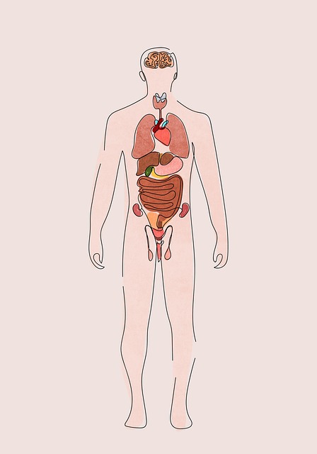 지방간 증상과 수치 확인하기