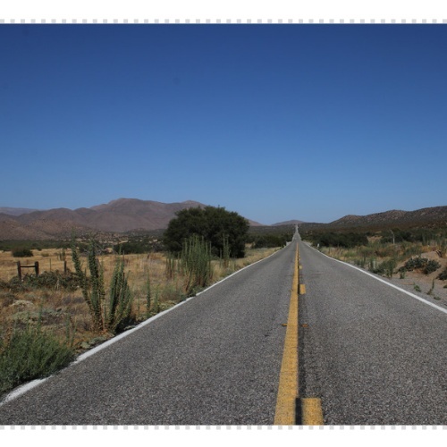 로드킬 사체처리 신고