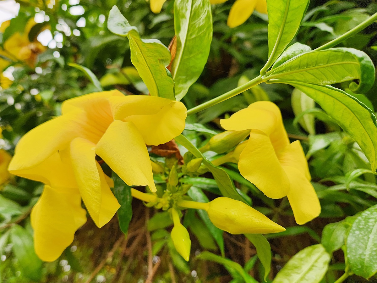 알라만다 Allamanda