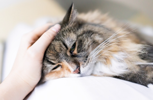 축 늘어져 있는 고양이