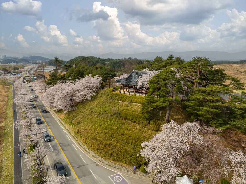 강릉 경포 벚꽃 축제