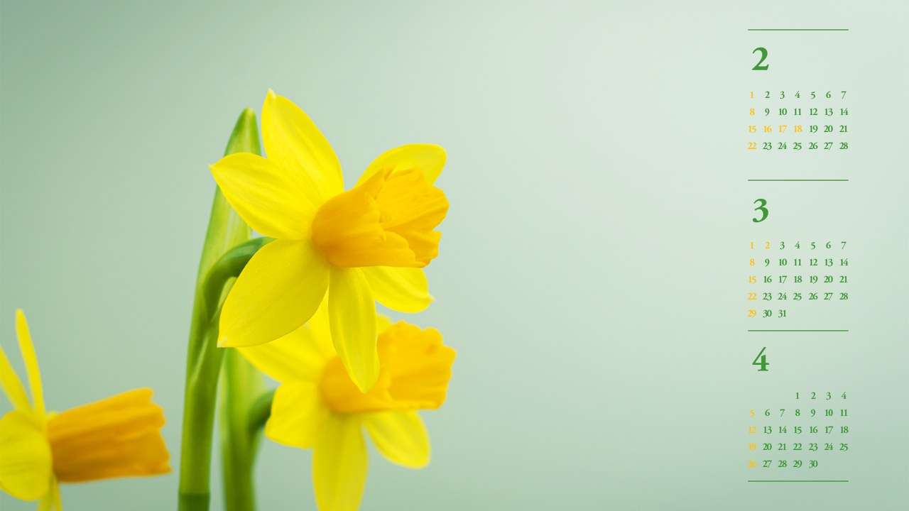 05 활짝핀 노란색 수선화 왼쪽 B - 2026년3월 달력배경화면