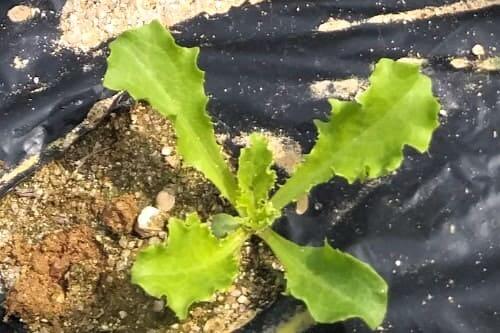 치커리-재배법-모종심기-모종-심는방법-정식방법-수확시기-수확적기