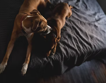 식용개 보상 개고기 식용 금지법 보상 식용개 사육농가 마리당 최대 60만원