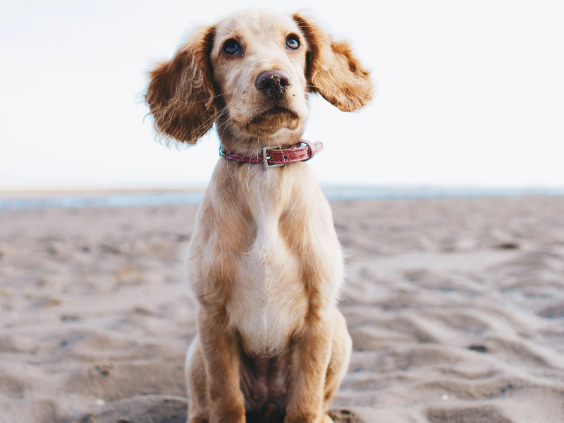 해변의 모래위에 앉아있는 강아지