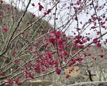 매화꽃 개화시기_12