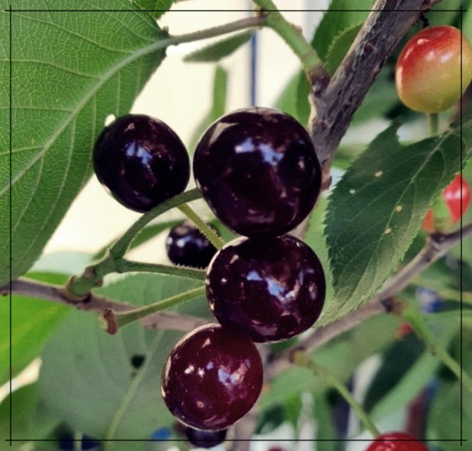 버찌 효능이 무엇일까? 이것이 진정한 건강의 비밀일까?