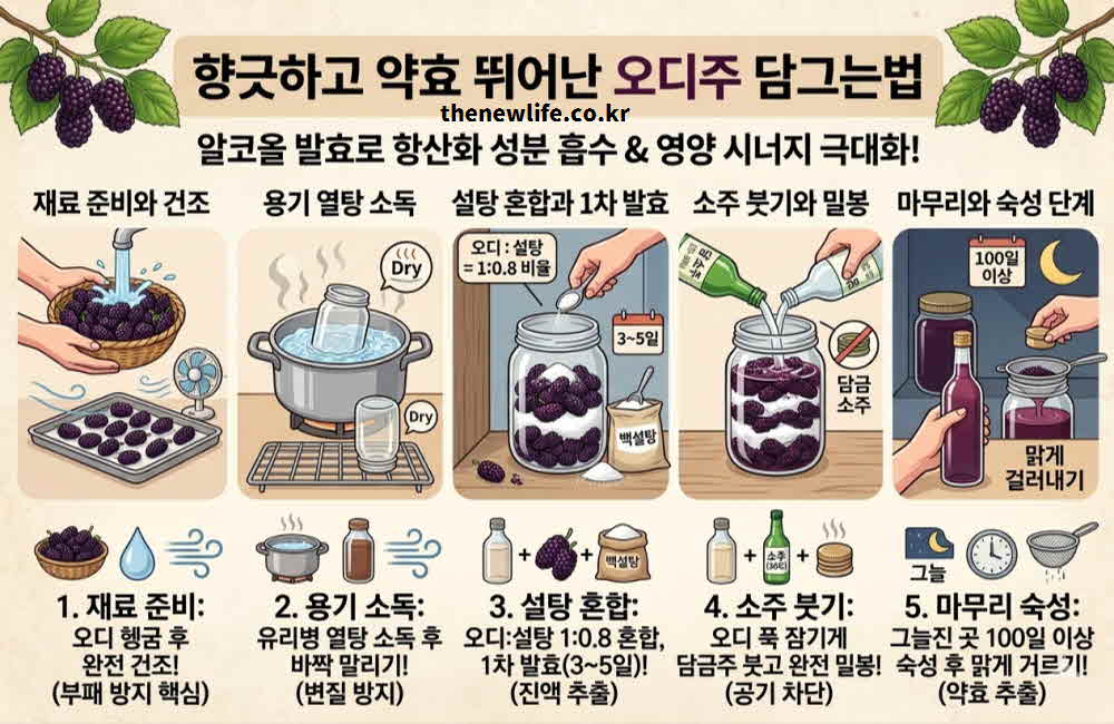 오디주 담그는법