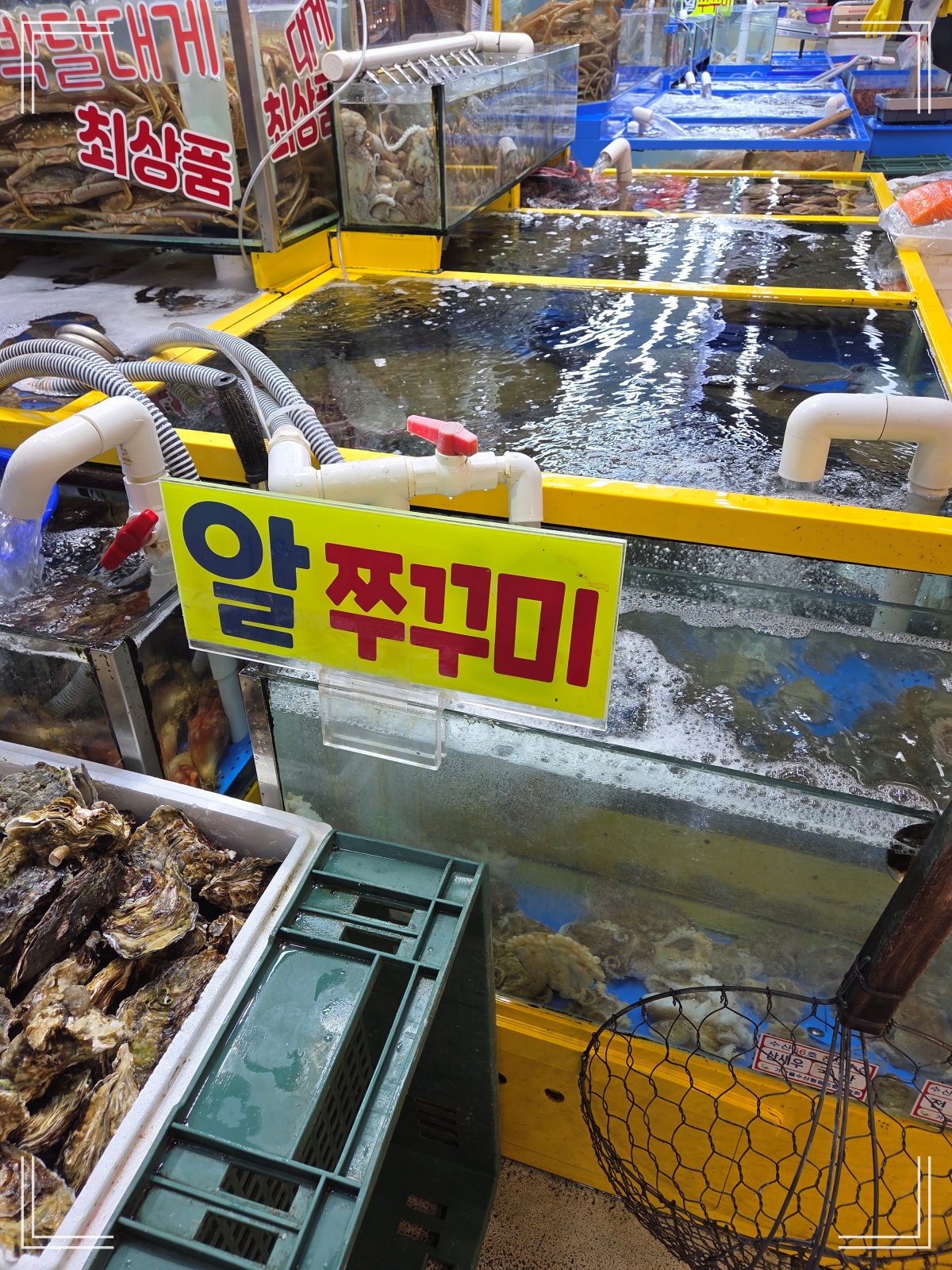 가락시장-수산물 시장-다양한 해산물-제철 알 쭈꾸미