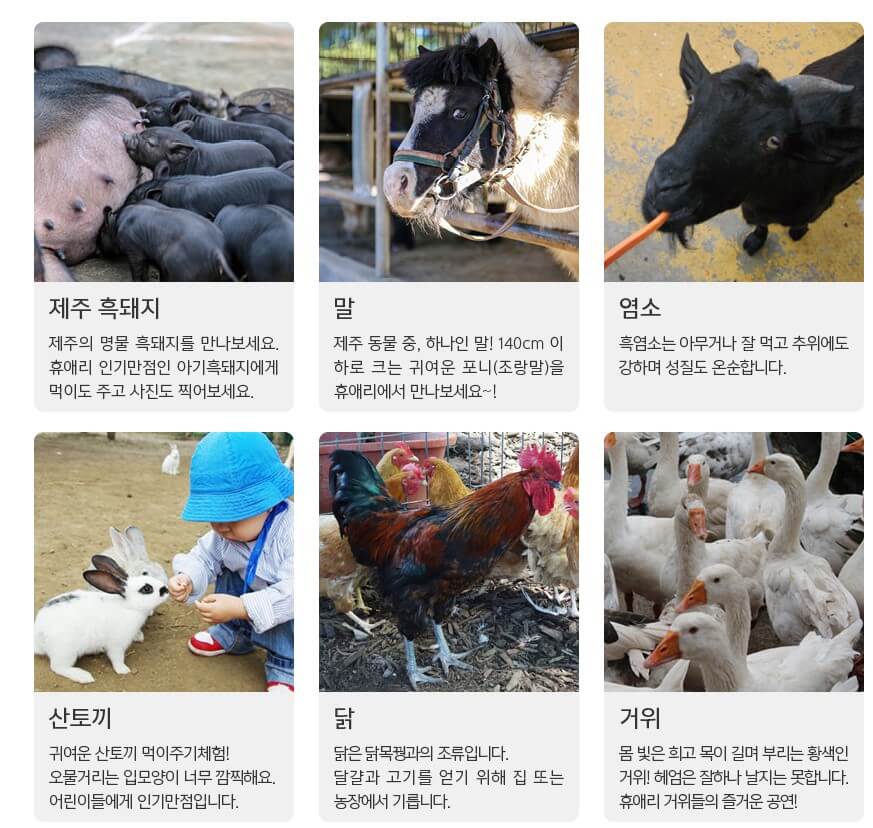휴애리 유채꽃 축제 감귤체험&#44; 휴애리는 제주에서 아름다운 향토공원으로 한라산이 보이는 쉼과 제주의 향기를 느낄 수 있는 자연 생활 체험 공간입니다. 매년 매화&#44; 수국&#44; 핑크뮬리&#44; 동백꽃 축제가 열리고 있습니다. 계절마다 아름답게 피는 꽃을 제주도에서 본다면 잊지 못할 여행이 될 것입니다.