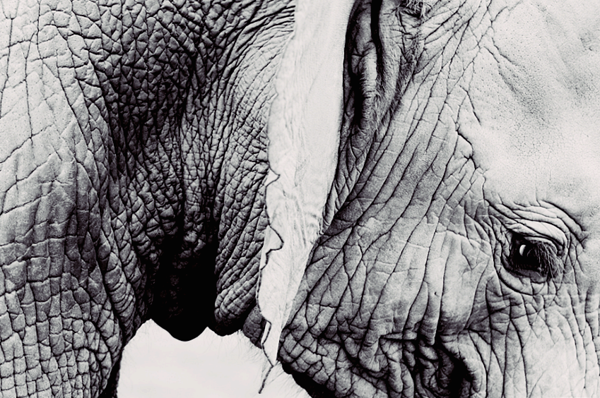 후천성 표피수포증, 피가 나는 수포를 동반하는 희귀 질환