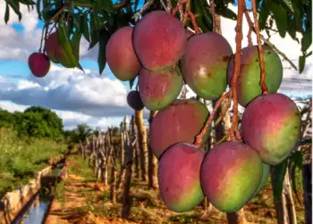 애플 망고 가격 및 효능&amp;#44; 영양성분