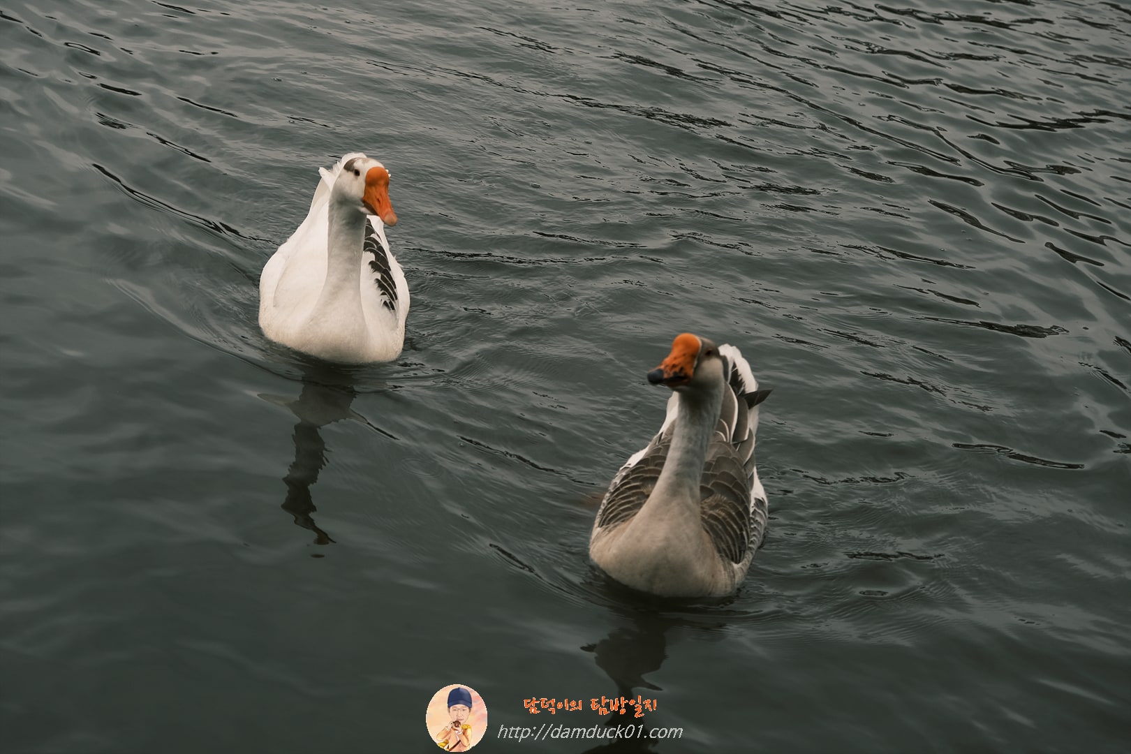 수변공원 복평지 거위