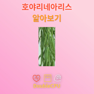 호야리네아리스 꽃말 및 탐구