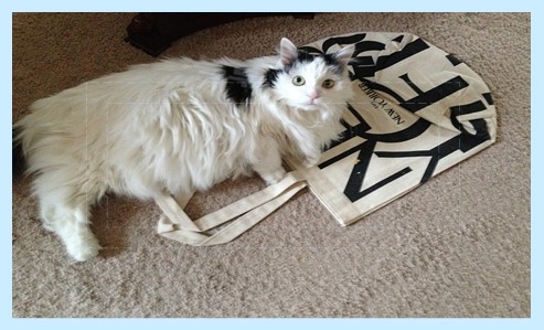 스트로 토트백 특징 5가지