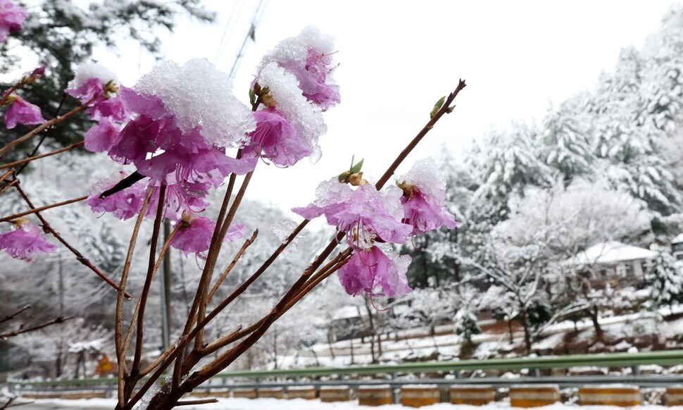 벚꽃 위의 눈