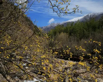구례 산수유축제_29