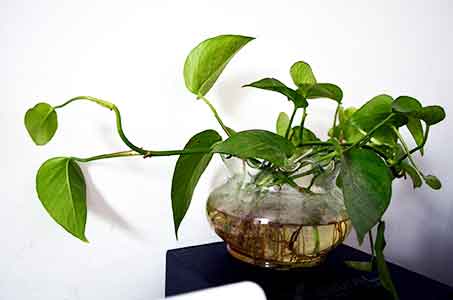 실내에서-키우기-쉬운-식물-필로덴드론