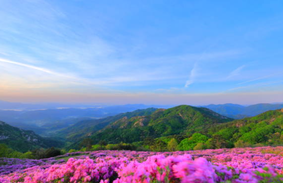 황매산 철쭉제