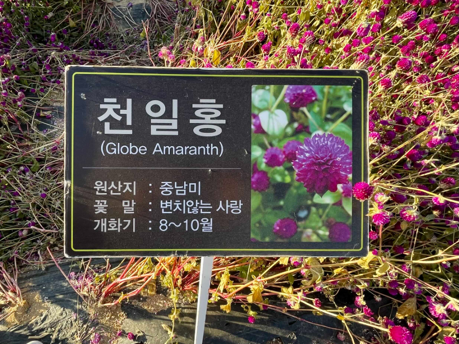 양주 나리농원 꽃 축제