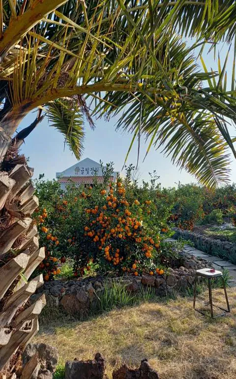 귤빛정원 감귤체험농장
