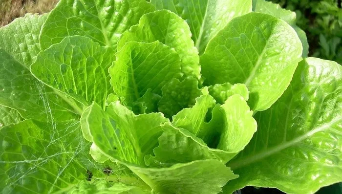 로메인 재배 재식 거리 통풍 확보 병해 줄이기_2