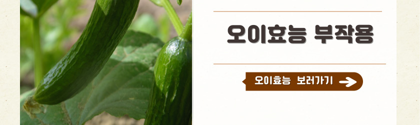 오이효능 부작용