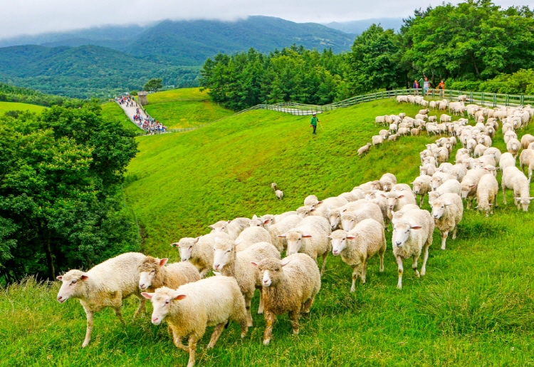 평창 가볼만한곳